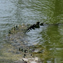 Huge crocodile in the breeding farm of Puerto Pizarro